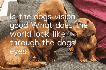 Is the dog’s vision good? What does the world look like through the dog’s eyes?