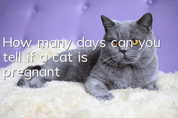 How many days can you tell if a cat is pregnant?