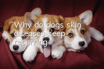 Why do dogs’ skin diseases keep recurring?
