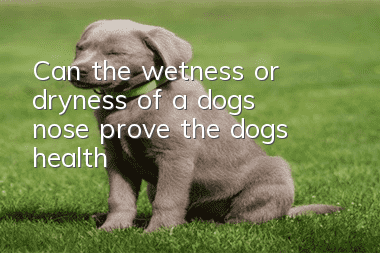 Can the wetness or dryness of a dog’s nose prove the dog’s health?