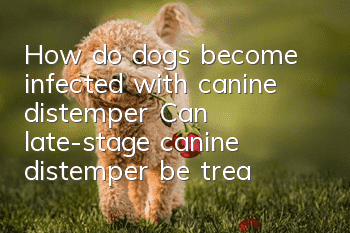 How do dogs become infected with canine distemper? Can late-stage canine distemper be treated with monoclonal antibody injections?