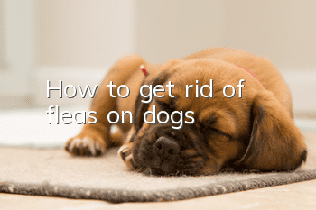 How to get rid of fleas on dogs