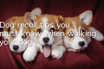 Dog recall tips you must know when walking your dog
