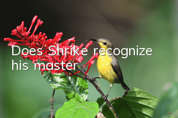 Does Shrike recognize his master?