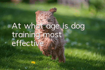 At what age is dog training most effective?