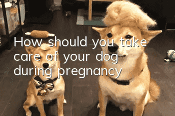 How should you take care of your dog during pregnancy?