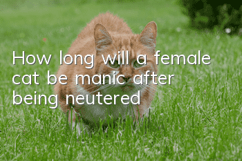 How long will a female cat be manic after being neutered?