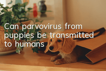Can parvovirus from puppies be transmitted to humans?
