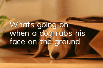 What's going on when a dog rubs his face on the ground?