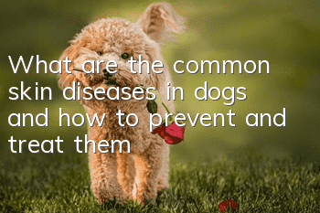What are the common skin diseases in dogs and how to prevent and treat them?