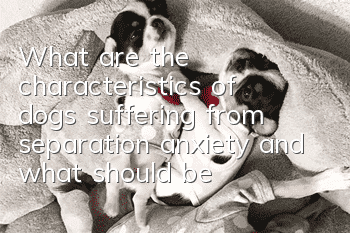 What are the characteristics of dogs suffering from separation anxiety and what should be done?
