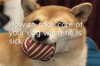 How to take care of your dog when he is sick