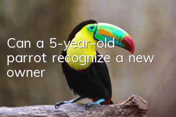 Can a 5-year-old parrot recognize a new owner?