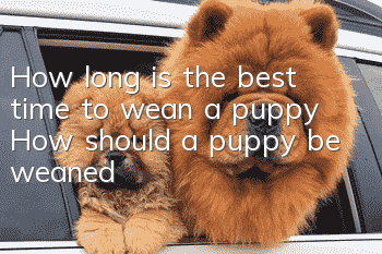 How long is the best time to wean a puppy? How should a puppy be weaned?