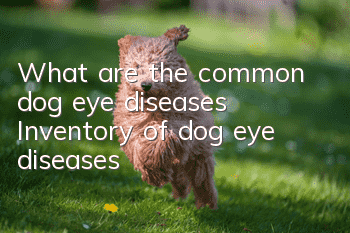 What are the common dog eye diseases? Inventory of dog eye diseases