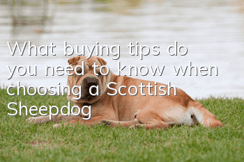 What buying tips do you need to know when choosing a Scottish Sheepdog?