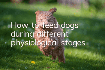 How to feed dogs during different physiological stages?