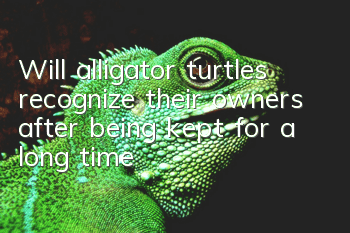 Will alligator turtles recognize their owners after being kept for a long time?