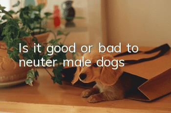 Is it good or bad to neuter male dogs?