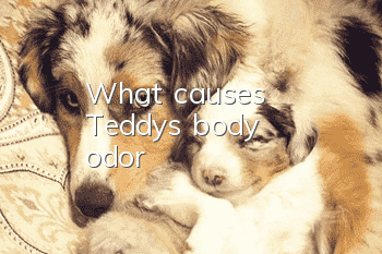 What causes Teddy's body odor?