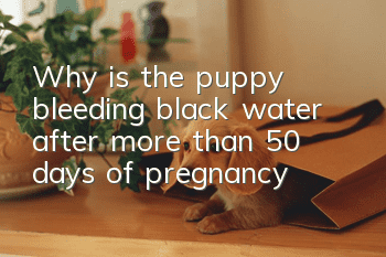 Why is the puppy bleeding black water after more than 50 days of pregnancy?