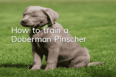 How to train a Doberman Pinscher