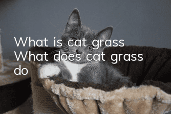 What is cat grass? What does cat grass do?