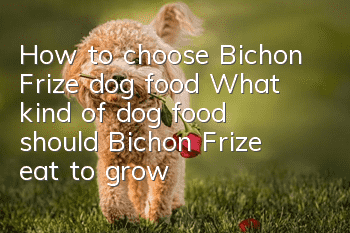 How to choose Bichon Frize dog food? What kind of dog food should Bichon Frize eat to grow well?