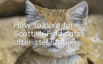 How to care for Scottish Fold cats after sterilization