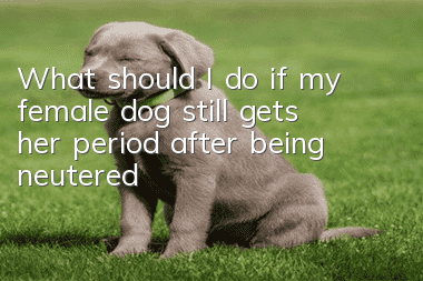 What should I do if my female dog still gets her period after being neutered?