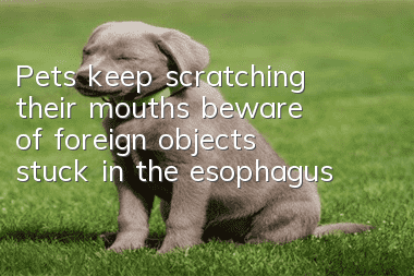 Pets keep scratching their mouths, beware of foreign objects stuck in the esophagus
