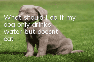 What should I do if my dog only drinks water but doesn’t eat?
