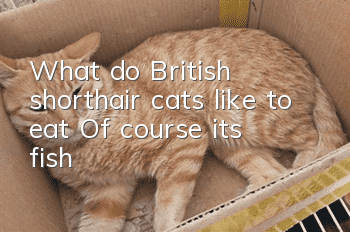 What do British shorthair cats like to eat? Of course it’s fish!