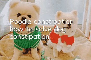 Poodle constipation, how to solve dog constipation