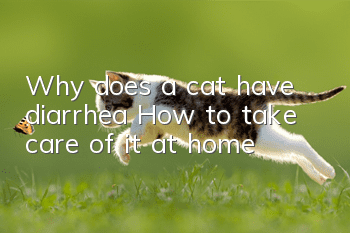 Why does a cat have diarrhea? How to take care of it at home?