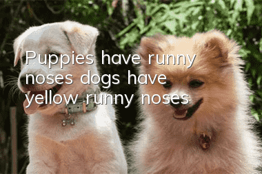 Puppies have runny noses, dogs have yellow runny noses