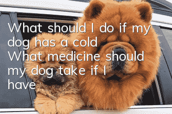 What should I do if my dog has a cold? What medicine should my dog take if I have a cold?