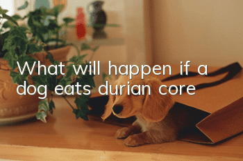 What will happen if a dog eats durian core?