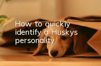 How to quickly identify a Husky’s personality?