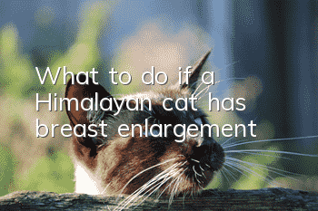 What to do if a Himalayan cat has breast enlargement