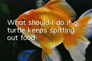 What should I do if a turtle keeps spitting out food?