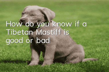 How do you know if a Tibetan Mastiff is good or bad?