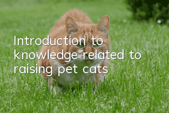 Introduction to knowledge related to raising pet cats