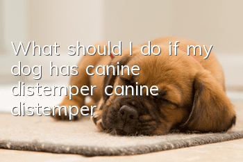 What should I do if my dog has canine distemper (canine distemper)?