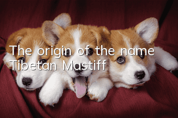 The origin of the name Tibetan Mastiff