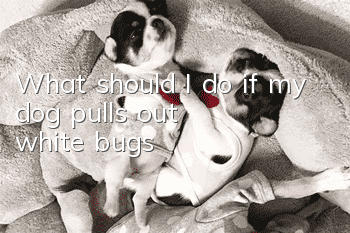 What should I do if my dog pulls out white bugs?
