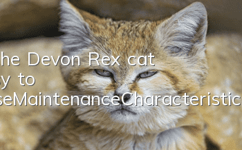 Is the Devon Rex cat easy to raise?_Maintenance_Characteristics