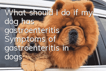 What should I do if my dog has gastroenteritis? Symptoms of gastroenteritis in dogs