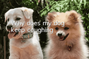 Why does my dog keep coughing?