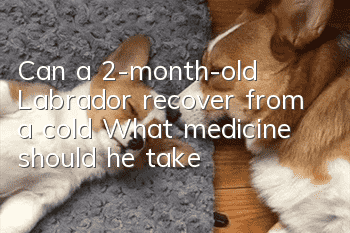 Can a 2-month-old Labrador recover from a cold? What medicine should he take?